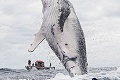 Plávanie s veľrybami je zážitok na celý život: Trúfli by ste si na toto?