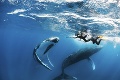 Plávanie s veľrybami je zážitok na celý život: Trúfli by ste si na toto?