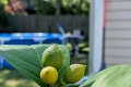 Muž sa tešil na plody z citrónovníka: Keď zbadal, čo vypestoval, zostal ako obarený!