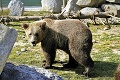 Nezhody medzi poľovníkmi a ochranármi: Nevedia sa dohodnúť, čo bude s medveďmi!
