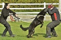 Štvornohý policajt Foxo odišiel do psieho neba: Náhla smrť pred šampionátom! Psovodka Petra žiali