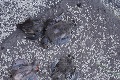 Horúčavy na Slovensku si pýtajú krutú daň u tých najnevinnejších: Vtáčatká páchajú samovraždy, aby sa neupiekli v hniezde!