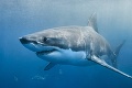 Žralok v egyptskej Hurghade zabil dvoch ľudí: Zistili, odkiaľ má pochádzať druhá obeť!