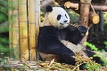 Vedci sú celí bez seba: Záhada falošného palca u pandy je konečne odhalená!
