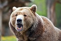 Obrovský pozor! Radnica mesta upozorňuje na pohyb medveďa: Kde ho spozorovali?