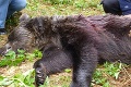 Na Podpoľaní usmrtili problémového medveďa: Išlo o posledné riešenie, šelma ohrozovala obyvateľov