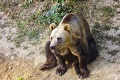 V Zoo Košice smútia: Medvedica Cindy z Guinnessovej knihy odišla do neba! Prečo bola svetovým unikátom?