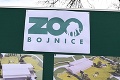 Bojnická zoo má dôvod na veľkú radosť: Posilnili populáciu kriticky ohrozeného druhu!