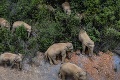 Stret slonov s ľuďmi dopadol tragicky: Zvieratá zabili najmenej 5 ľudí, medzi obeťami sú i deti