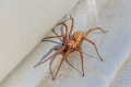 Žene nahnal príšerný strach obrovský pavúk v jej dome: Nebudete chápať! Bizarné, čo spravila