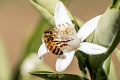 Výsledky výskumu včiel vyvolávajú medzi vedcami rozruch: Fascinujúce, čo zistili! Je to vôbec možné?