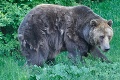 Ohrozovali bezpečnosť obyvateľov: Zásahový tím usmrtil dva problémové medvede