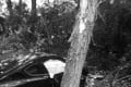 Hrozná tragédia pri Brezne: Vodič narazil do stromu, spolujazdca († 30) sa už zachrániť nepodarilo