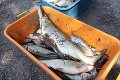 Enviropolícia vyšetruje masívny úhyn rýb na rieke Turiec: Začali trestné stíhanie! Čo sa tam stalo?