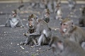 V Japonsku útočí tlupa agresívnych opíc: Ľudia sú zúfalí! Bránia sa dáždnikmi a záhradnými nožnicami