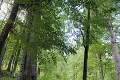 Stále bližšie k Tatrám: Ku zákazu využívať lesy verejnosťou sa pridávajú ďalšie okresy