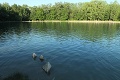 Príšerky zo známeho bratislavského jazera: Pozrite sa, čo pláva s vami v Draždiaku! Turista ich objavil blízko brehu