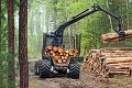 Vojna medzi Budajom a lesníkmi: Tvrdý spor o vývoz dreva na kúrenie! Vlčan vracia úder