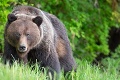 Hrozivý útok medveďa v Strážovských vrchoch: Muž sa už brániť nestihol! Strašné, ako dopadol