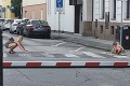 Dojímavá fotka z Bratislavy: Mamu so synčekom nešlo si nevšimnúť! Pozrite sa, čo robili na ceste