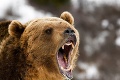Ondrej opísal, ako ho napadol zúrivý medveď: Z detailov stretu so šelmou budete mať zimomriavky!