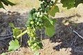 Smädná zver ničí úrodu vo vinohrade: Unikátny postup pestovateľov! Namiesto hromženia postavili toto