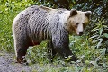 Nepríjemné prekvapenie priamo pred domom: Majiteľom na dvor zablúdil asi 200-kilový medveď!
