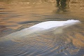 V Seine uviazla veľryba, jej osud je nejasný: Ide o hodiny, chránený druh môže zahynúť
