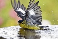 Extrémne horúčavy a sucho decimujú aj drobné operence: Takto vieme pomôcť vysmädnutým vtákom!