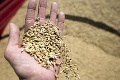 Prelom v snahách o riešenie globálnej potravinovej krízy? Vývoz pšenice z Ukrajiny by mal začať už čoskoro