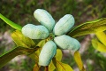 Vitamínové bomby priamo zo stromu: Exotické ovocné stromy, ktorých výsadbu určite neoľutujete