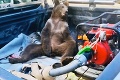 Aj zvieratá to vedia poriadne roztočiť! Medveď zažil drogový úlet: Fičal si na neobyčajnom mede!