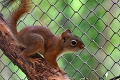 Rozkošné zviera doplatilo na ľudskú hlúposť: Veveričku v bratislavskej zoo zabili návštevníci