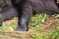 Pre miestnych predstavoval nebezpečenstvo: Na Podpoľaní odstránili ďalšieho problémového medveďa