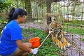 Pierina z Peru je prvou dobrovoľníčkou v košickej zoo: Prečo ju zbožňujú zvieratá aj ošetrovatelia?
