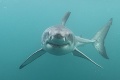 Desivé, čo dokázal vyhynutý megalodon: So súčasnými žralokmi sa nemôže porovnať