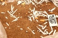 Obrovská colnícka razia u našich susedov: Objavili tony tabaku a miliónové daňové úniky