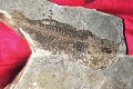 Mladý Slovák má netradičnú záľubu, mesačne nájde stovky skamenelín: Čašník si zarába ako paleontológ!