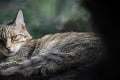 Veľký krok pre záchranu vzácneho živočícha: V Bojniciach majú karanténnu stanicu pre mačku divú