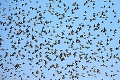 Vtáči druh sa v našich končinách potvrdil po vyše štvrťstoročí: Ako môžete podporiť hniezdenie?