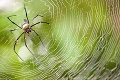 Samce pavúkov sa vyhýbajú zožratiu unikátnym spôsobom: Úchvatné! Ako to celé funguje?