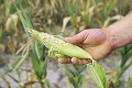 Páľava likviduje úrodu: Ako nás poznačí najväčšie sucho za 500 rokov? Hrozivé slová klimatológa