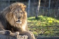 Chvíle ako z hororu: Lev v zoo brutálne dotrhal muža! Zachrániť sa ho už nepodarilo