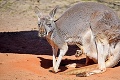 Záhada v bratislavskej ZOO: Prečo uhynuli kengury? Hrozivý dôvod