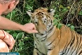 Pátranie po šelme sa skončilo: Ukrajinské tigríča na Slovensku zrejme nikdy nebolo! Kto vyrobil tento hoax?