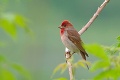 Do teplých krajín od nás už odlieta 100 druhov vtákov: Ovplyvnilo suché leto vtáčie linky?