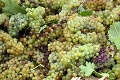 Milovníci vína, zbystrite: Smutné, čo sucho narobilo s úrodou! Vinohradníci neprikrášľujú pravdu