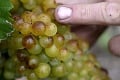 Milovníci vína, zbystrite: Smutné, čo sucho narobilo s úrodou! Vinohradníci neprikrášľujú pravdu