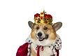 Najpopulárnejší psík: Ako Alžbeta II. preslávila plemeno corgi a spravila z neho kráľovského psa