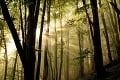 Zákazníci OMV môžu vďaka akcii „Kúp si svoj strom“ vrátiť prírode kúsok lesa